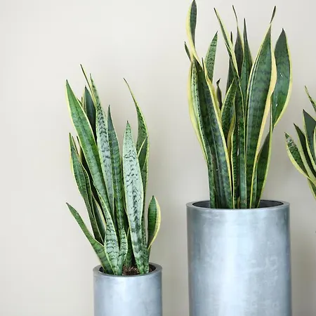 Szálloda The Grey Design